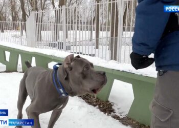 Жители поселка Бирюли жалуются на отсутствие общественного транспорта