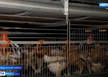 Качественная продукция от местных производителей: как новая птицеферма в РТ улучшит агропром и жизнь местных жителей