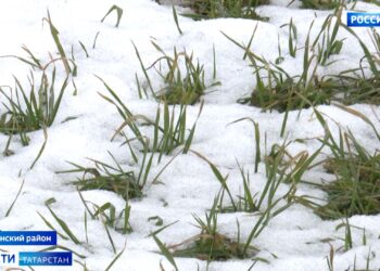 Татарстанские аграрии рассказали, как аномально теплая зима повлияет на урожай