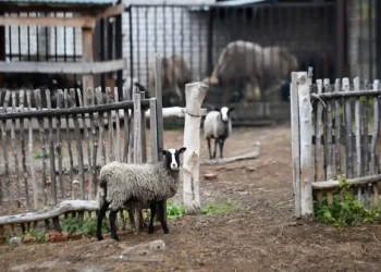 зооботсад Казани