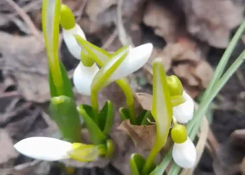 подснежники