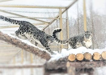 снежные барсы