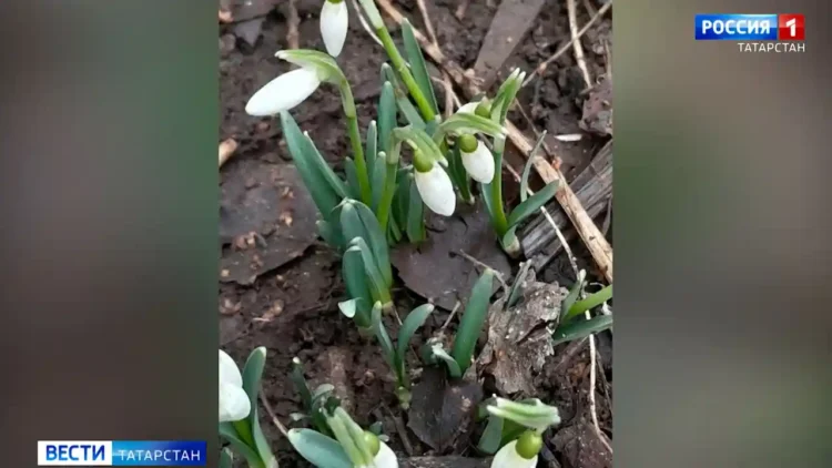 тюльпаны