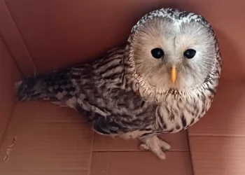 неясыть в Казани