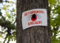 клещи