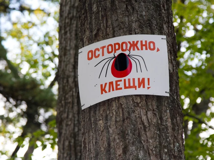 клещи