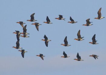 Табигать дуслары  (15.03.25)