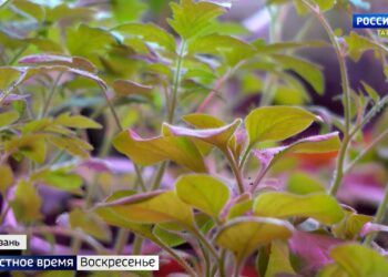 “Исәнме, яз!” Әдәби-музыкаль композиция (15.03.25)