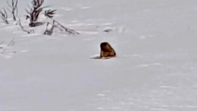 суслик или сурок