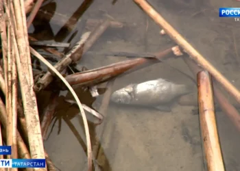 Специалисты выясняют причины массовой гибели рыбы на озере Лебяжьем