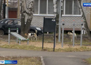 собаки напали