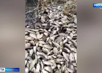 массовая гибель рыбы