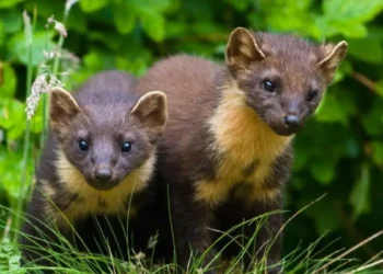 лесная куница