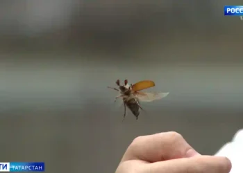 майский жук