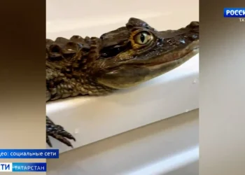 Запрет на экзотических питомцев: татарстанцам рассказали, кого нельзя держать дома
