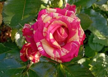 Әнәс Хәсәнов. “Актай сылу”. Радиокомпозиция (14.06.25)