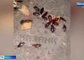 В Казани жители домов по ул.Братьев Касимовых жалуются на тараканов