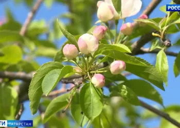 лето в Татарстане