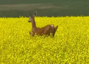 В Чистопольском районе в заказнике заметили сибирскую косулю