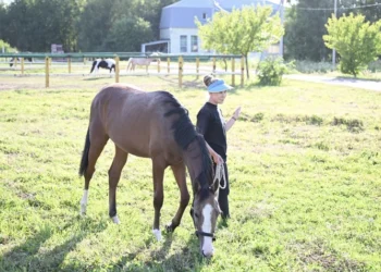 В Казани обсудили концепцию развития конноспортивного комплекса в поселке Мирный