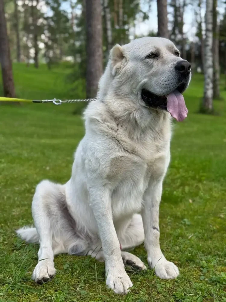 Акдус