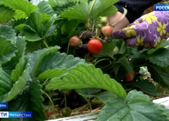 Дождливый июнь в Татарстане: как садоводы борются с последствиями обильных осадков