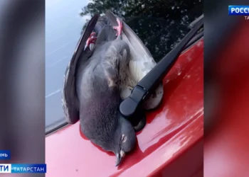 В Казани усилят контроль за мусорными площадками