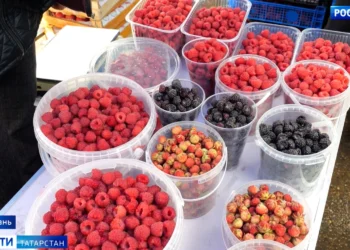 Татарстанцам рассказали о самых ягодных местах этого года