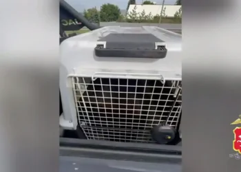В Казани задержали водителя пикапа, который вез в клетке медвежонка