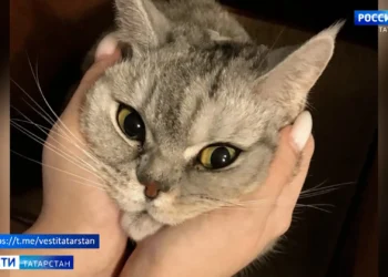 Казань признали одним из самых «кошачьих» городов России