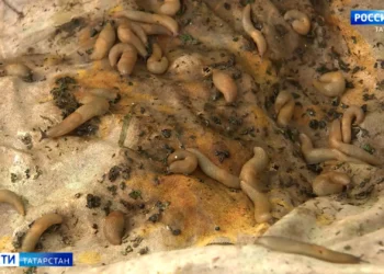 Жители Зеленодольского района пожаловались на массовую атаку слизней