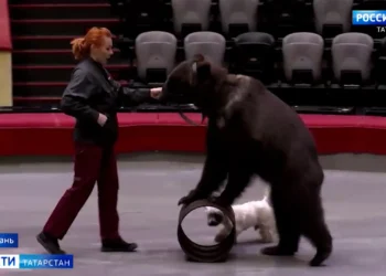 «Я категорически против таких манипуляций с животными»: дрессировщик медведей прокомментировала опасный пранк