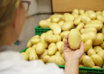 Когда копать картошку: полное руководство по сбору и хранению урожая