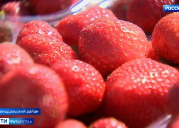 Татарстанцам рассказали, какие сорта ягод подходят для получения богатого урожая и продления срока сбора