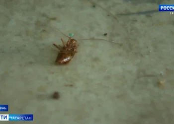 Жители дома на ул.Абсалямова борются с нашествием тараканов