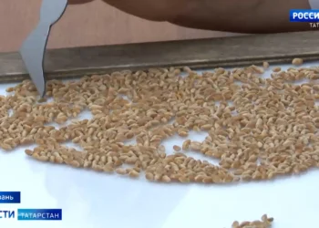 Татарстанцам рассказали, как проходит государственный мониторинг зерна