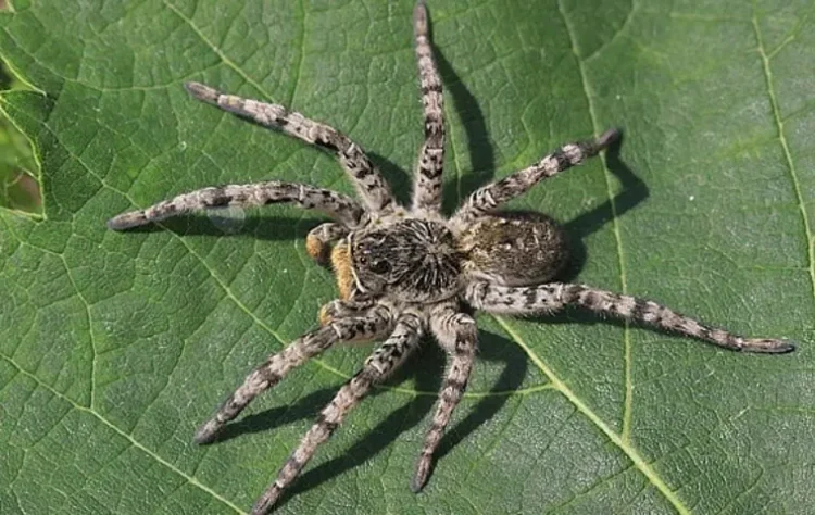 паук