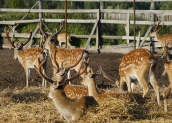 Куда в Казани можно сходить с детьми: отдых на природе