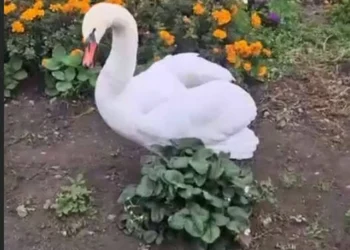 В Тукаевском районе экологи выпустили в пруд краснокнижного лебедя