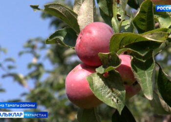 “Алма бүләк ит син миңа!”