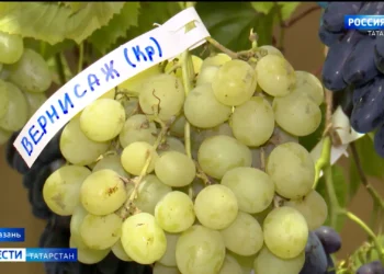 В Казани прошла 17-я межрегиональная выставка «Дары садов и виноградников»