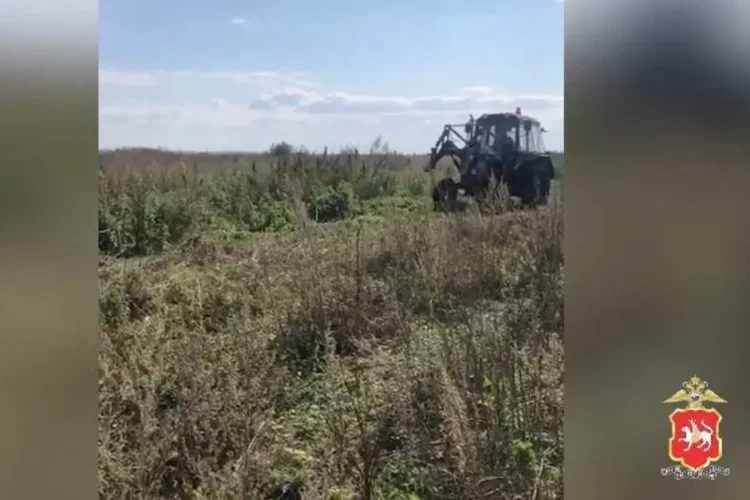 конопля