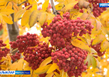 Бүген «Казан» агросәнәгать паркында «Осталар шәһәре — 2025» иҗат эшләнмәләре ярминкә-күргәзмәсе ачыла