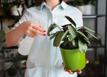 уход за растением