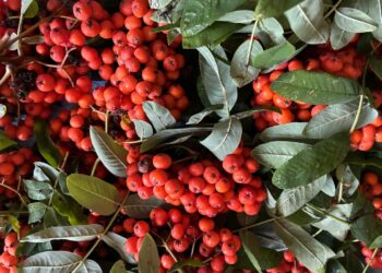 “Мин әтине өйрәтәм”. Радиосериал (06.09.25)