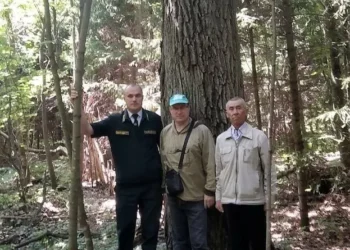 сбор желудей