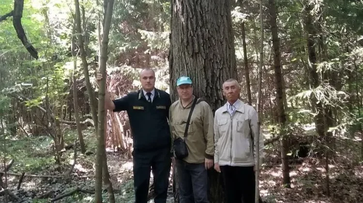 сбор желудей