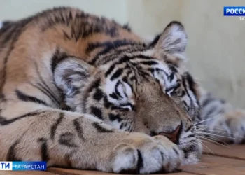 В казанский зооботсад из Хабаровска привезли два амурских тигренка