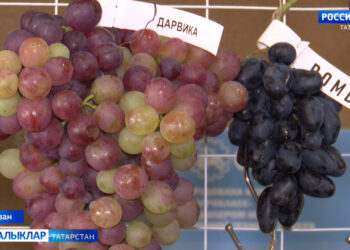 Үзебезнең йөзем