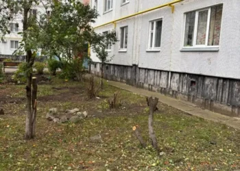 В Челнах две женщины самовольно спилили деревья возле многоквартирного дома